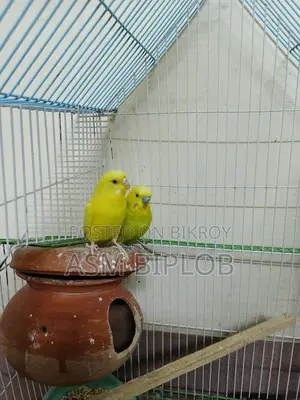 Lutino (Red Eye) Budgie Bird for Sale with Chinese Cage