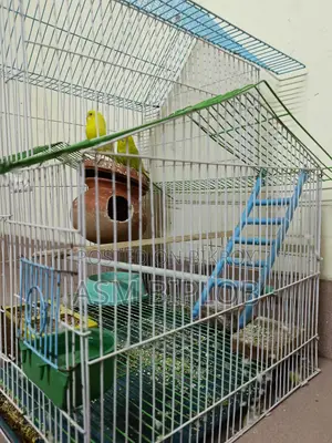 Lutino (Red Eye) Budgie Bird for Sale with Chinese Cage