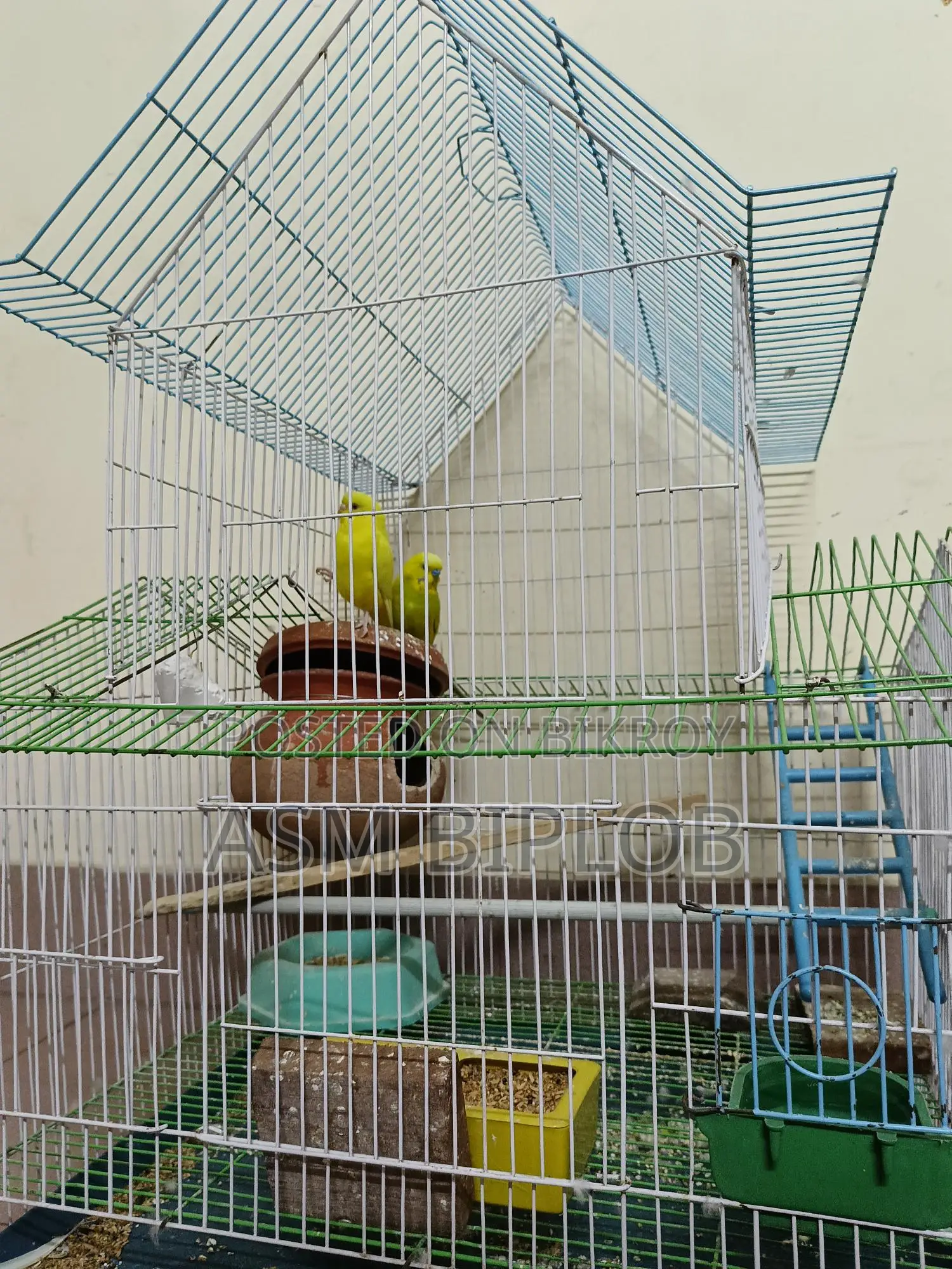 Lutino (Red Eye) Budgie Bird for Sale with Chinese Cage