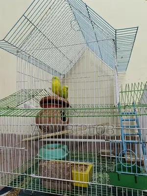 Lutino (Red Eye) Budgie Bird for Sale with Chinese Cage