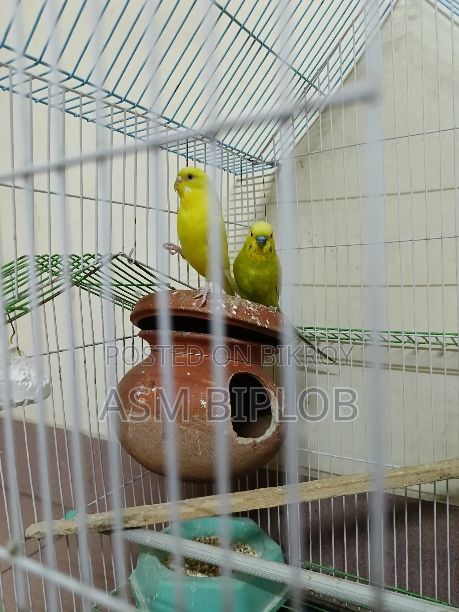 Lutino (Red Eye) Budgie Bird for Sale with Chinese Cage