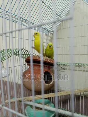 Lutino (Red Eye) Budgie Bird for Sale with Chinese Cage