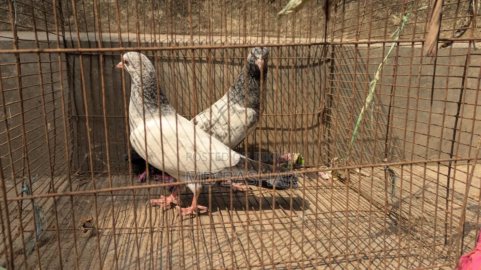 Pigeons for sale
