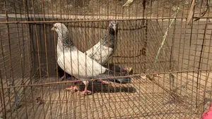 Pigeons for sale