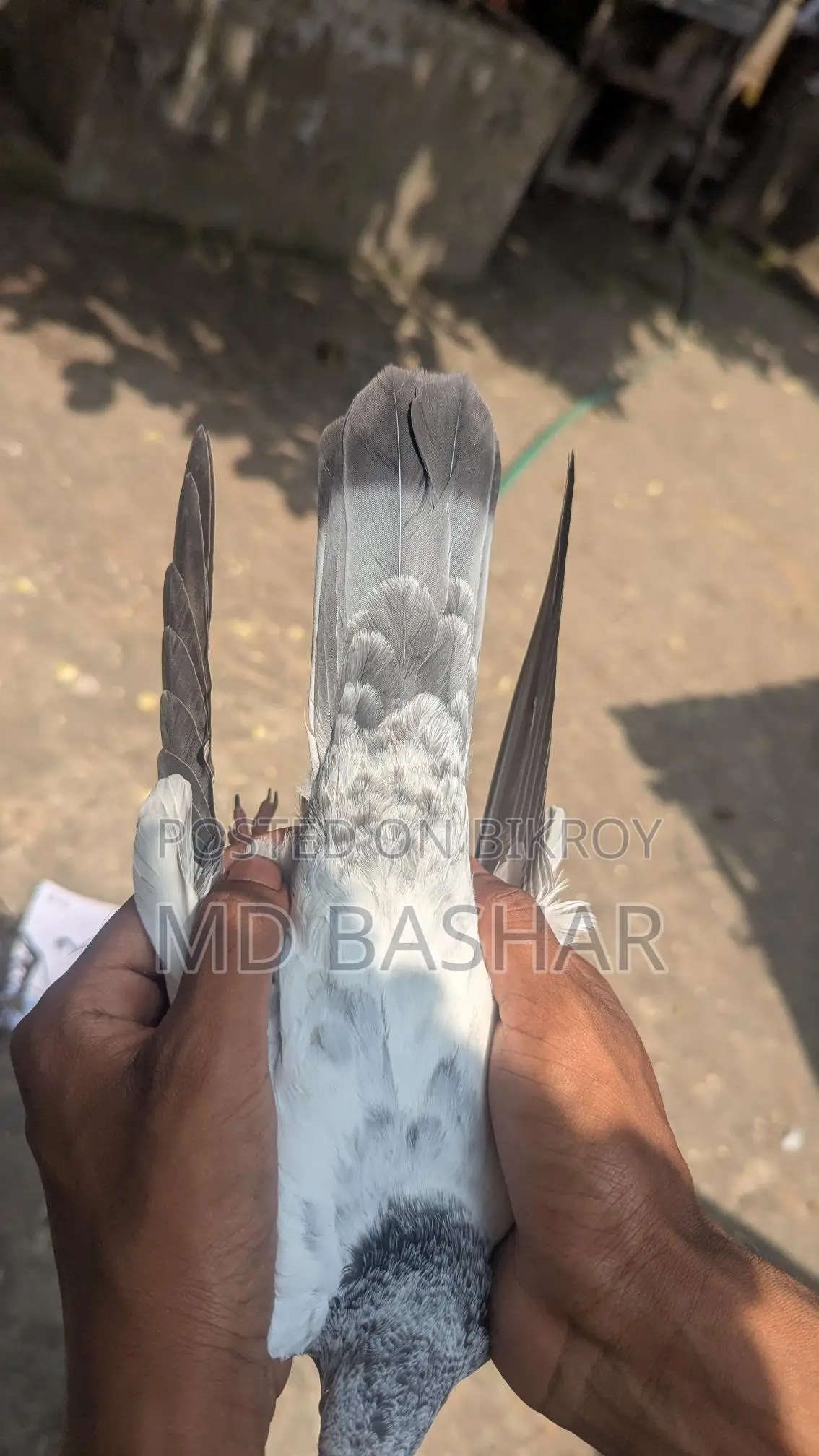 Pigeons for sale