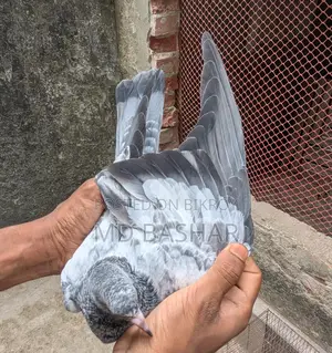 Pigeons for sale