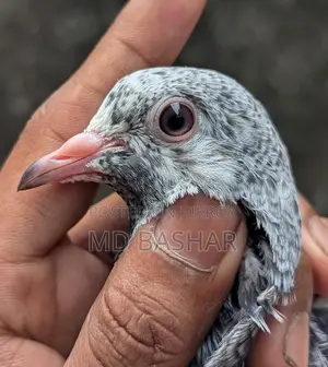 Pigeons for sale