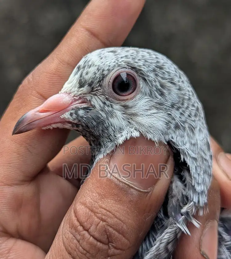 Pigeons for sale