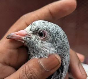 Pigeons for sale