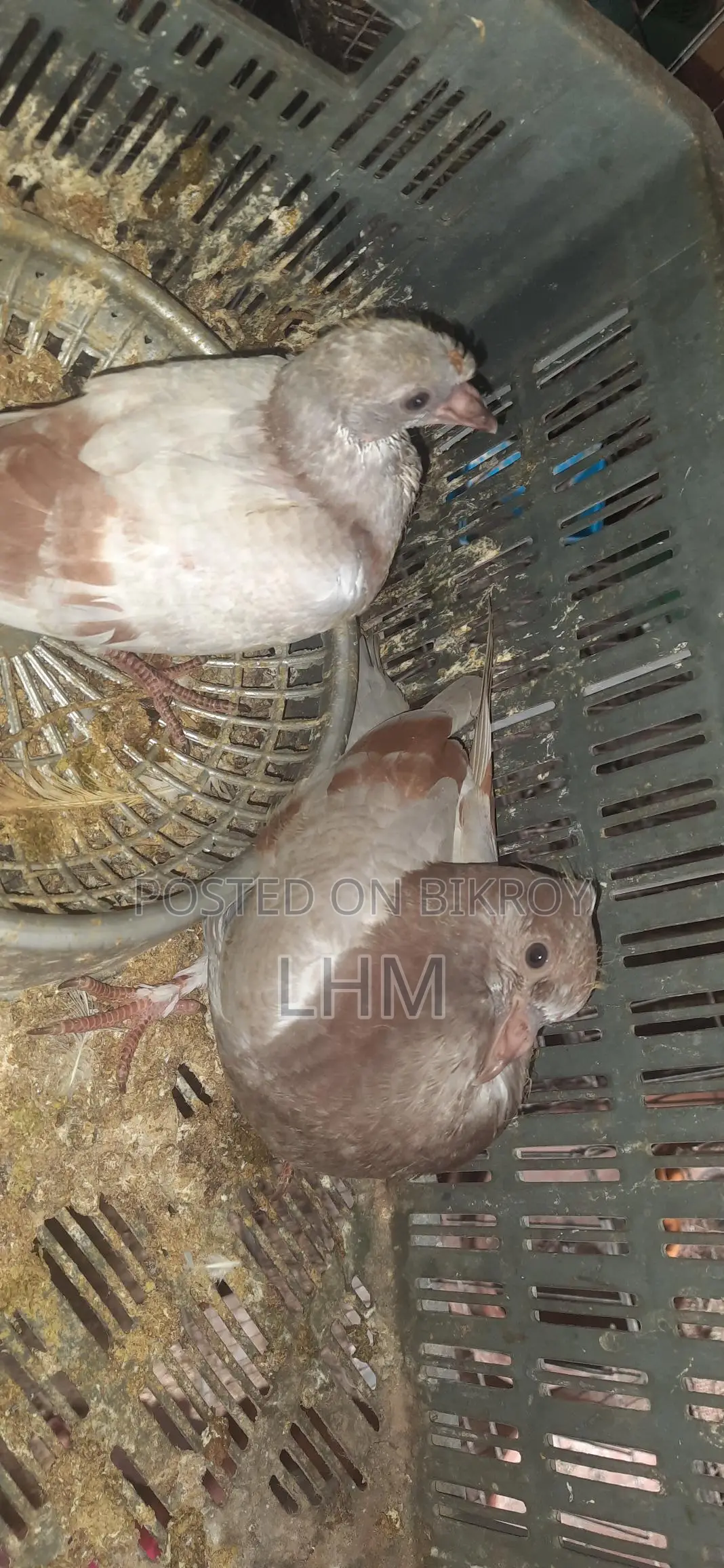 Baby Pigeons for Sale