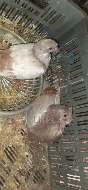 Baby Pigeons for Sale