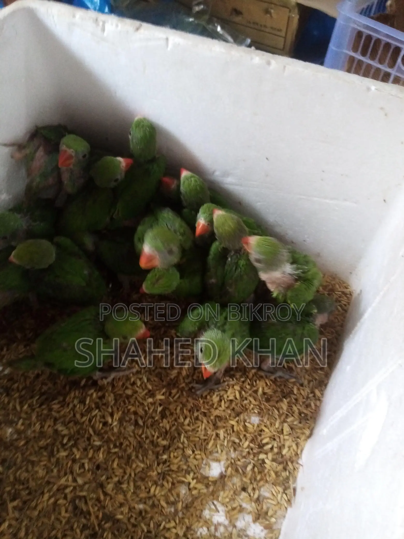 Ringneck Parakeet