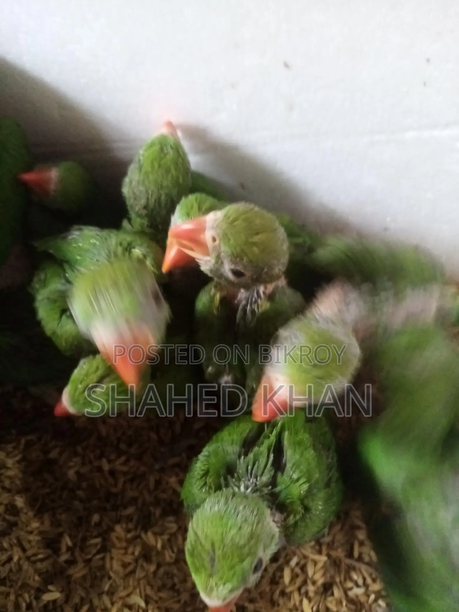 Ringneck Parakeet