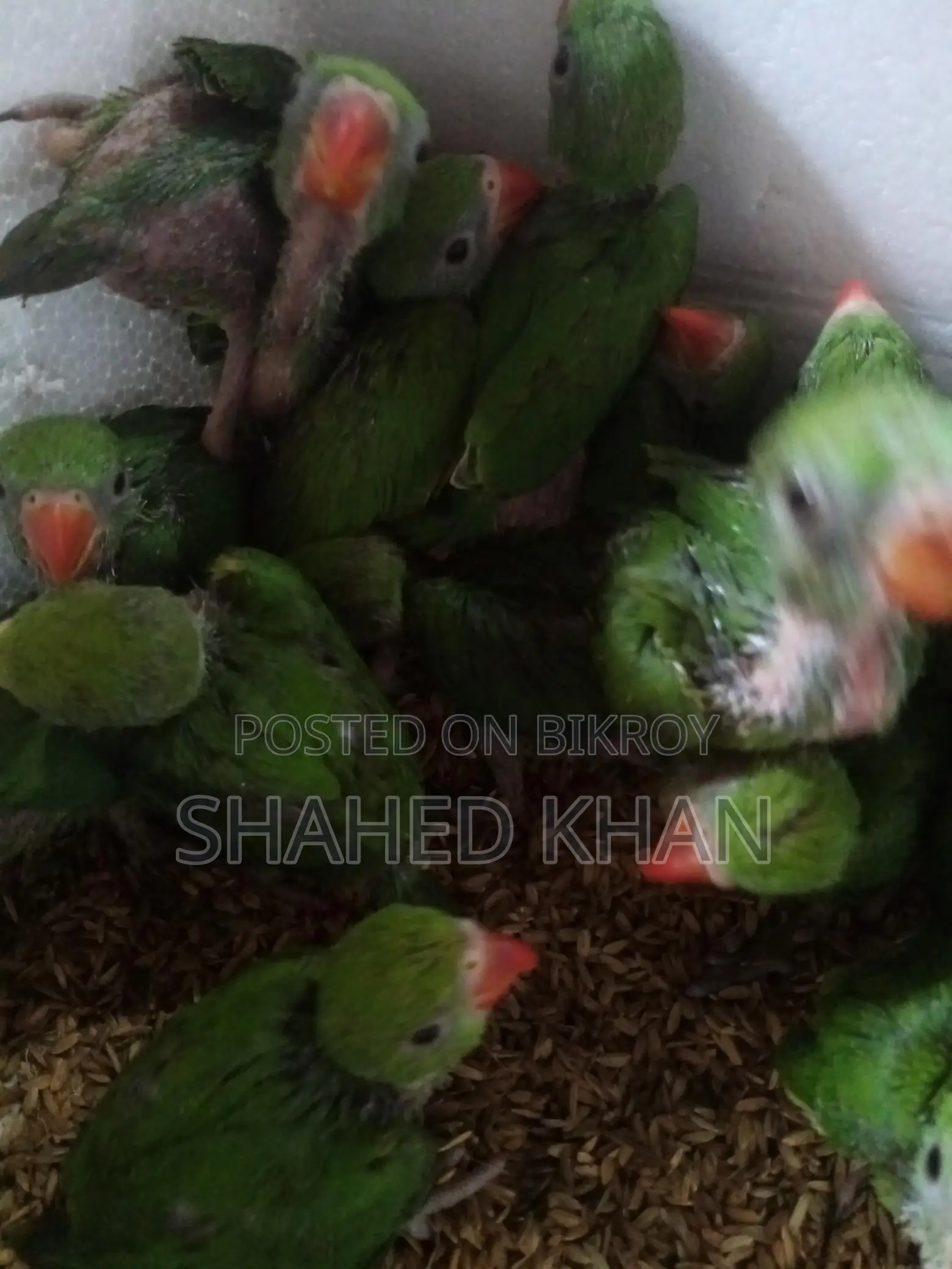 Ringneck Parakeet