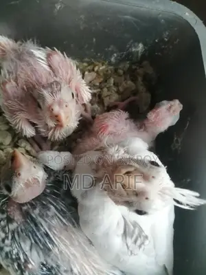 এলবিনো বাচ্চা