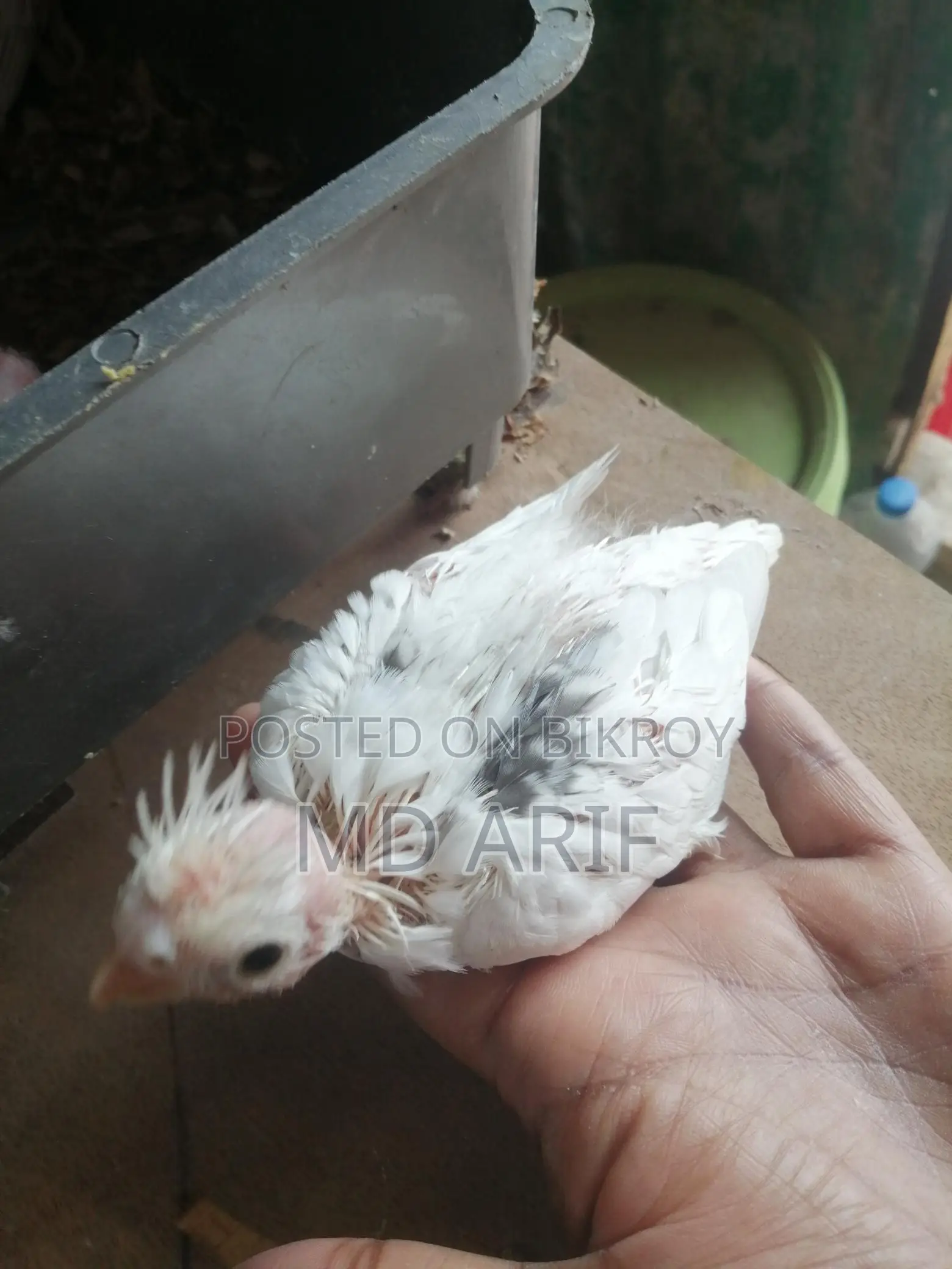 এলবিনো বাচ্চা