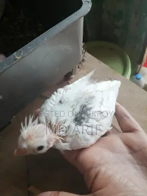 এলবিনো বাচ্চা