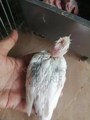 এলবিনো বাচ্চা