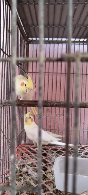 A pair of Cockatiels for sale.