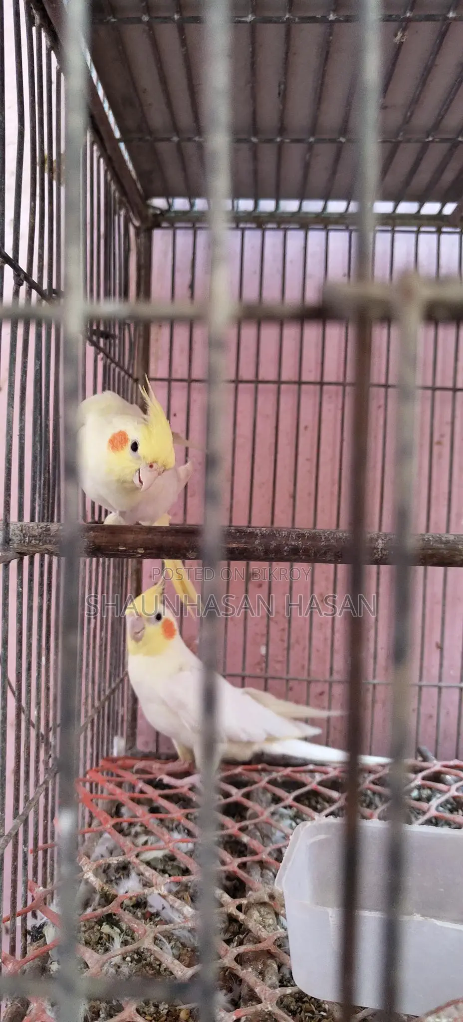 A pair of Cockatiels for sale.