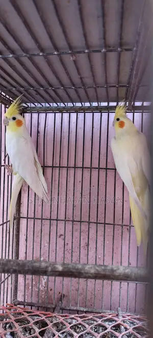 A pair of Cockatiels for sale.