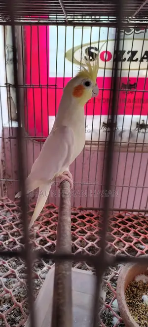 A pair of Cockatiels for sale.