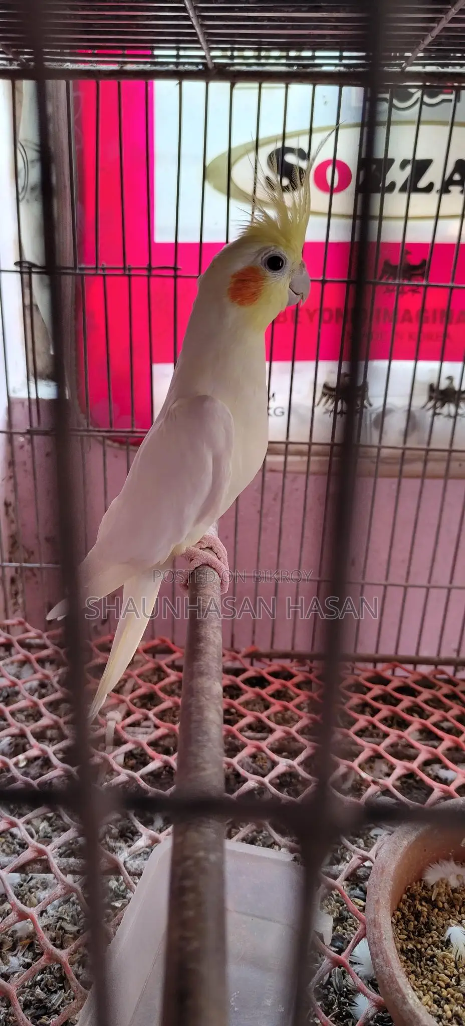 A pair of Cockatiels for sale.