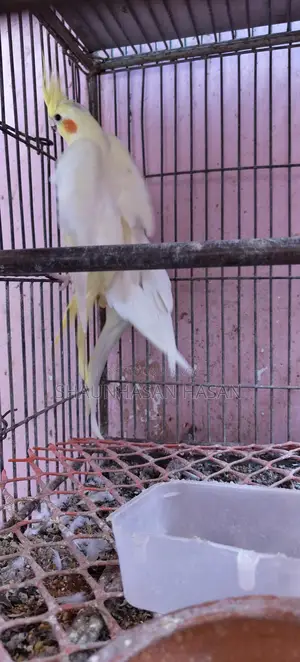 A pair of Cockatiels for sale.