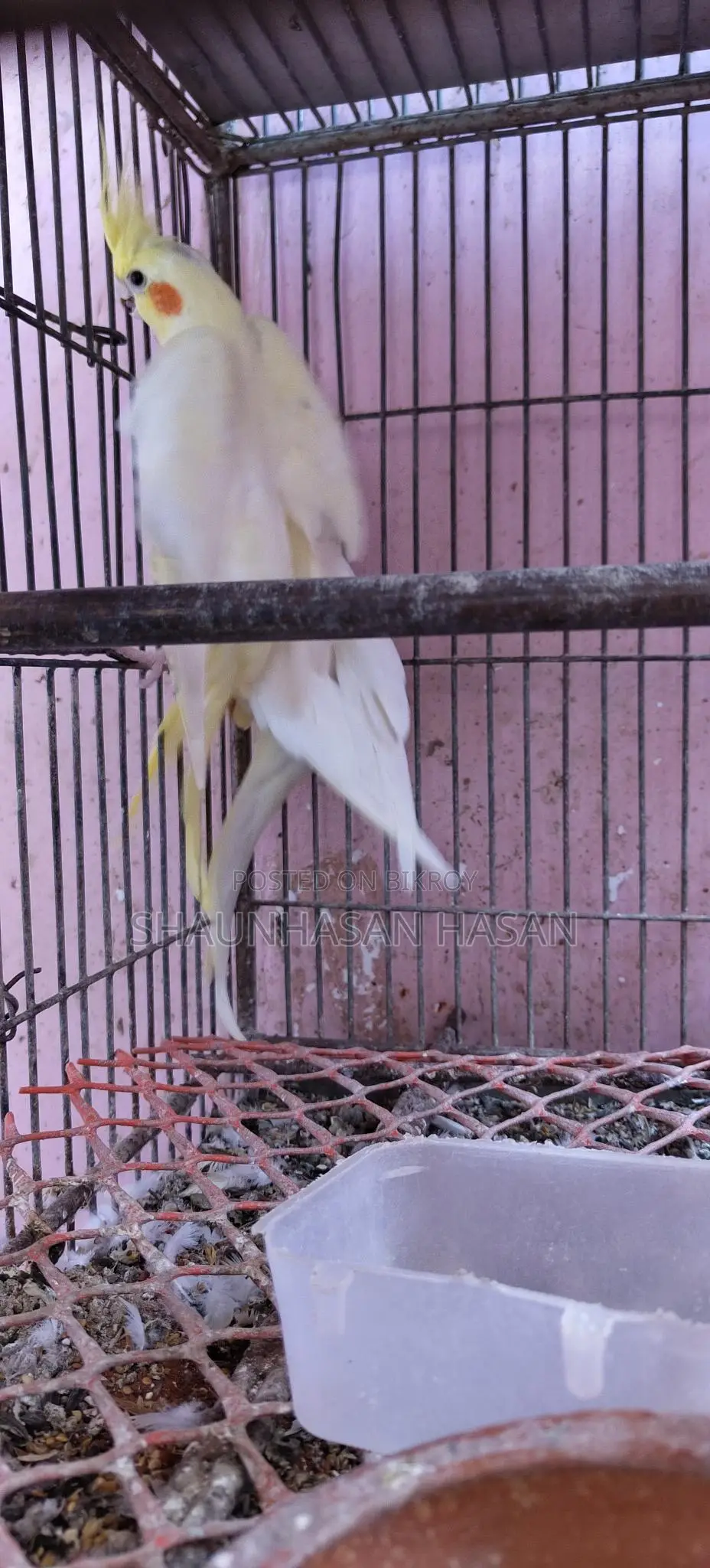 A pair of Cockatiels for sale.