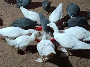 একজোড়া সাদা চিন হাসের বাচ্চা