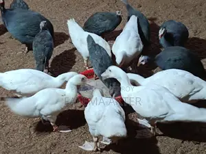 A pair of white China ducklings