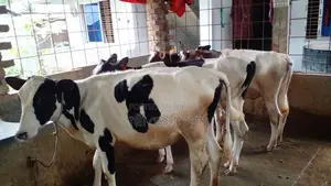 ১১৬০ নং উন্নত জাতের ৪ টি বকনা গরু।