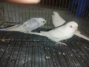 Sale Albino Red Eyes Budgie