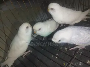 Sale Albino Red Eyes Bagigar