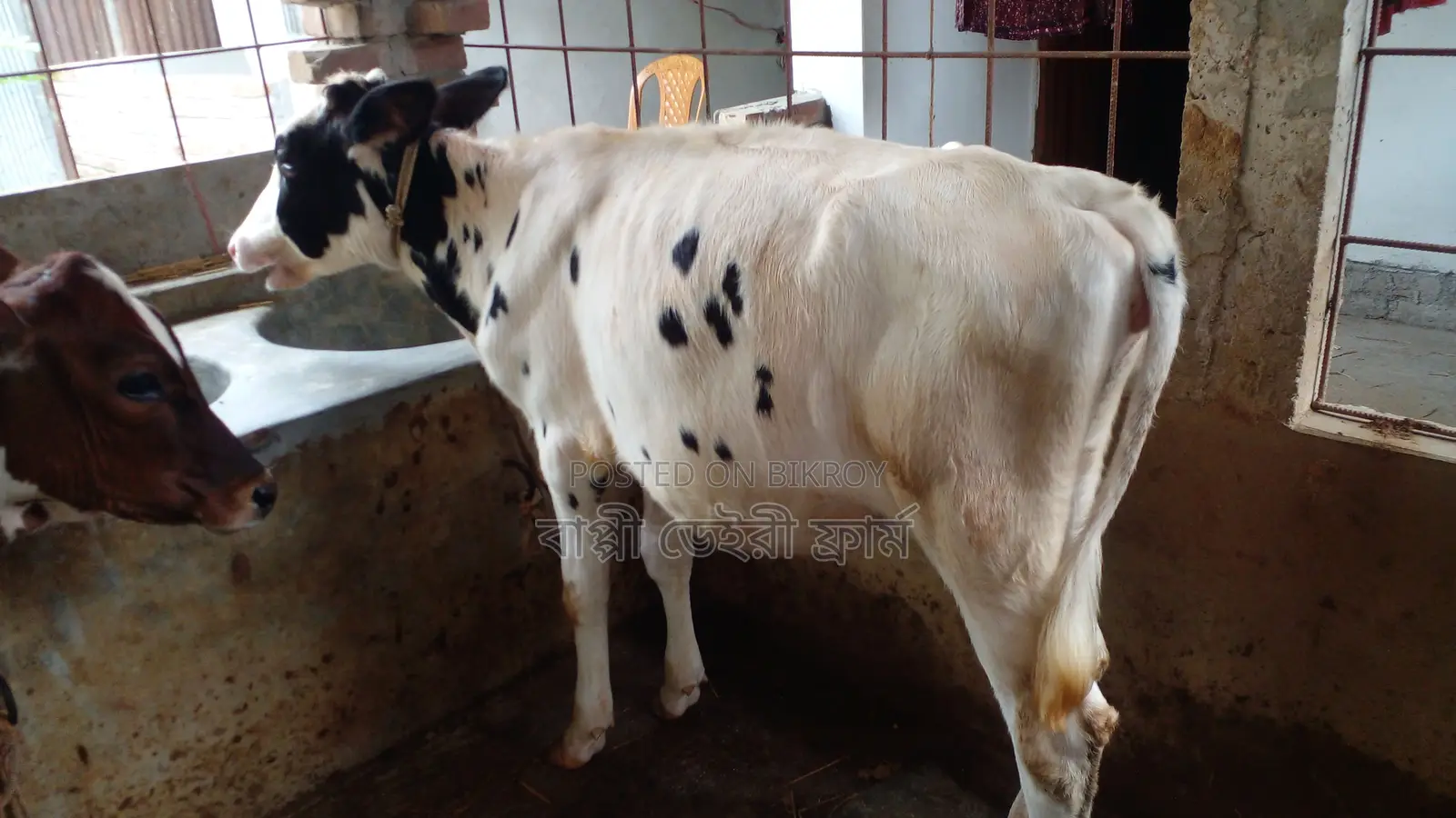 Heifer Calf for Sale (ID: 1127).