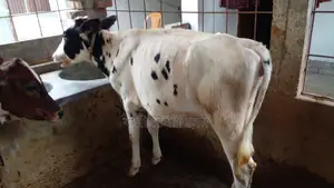 বকনা বাছুর বিক্রি।(১১২৭ নং )