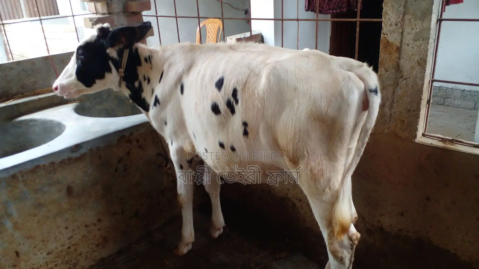 Heifer Calf for Sale (ID: 1127).