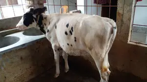বকনা বাছুর বিক্রি।(১১২৭ নং )