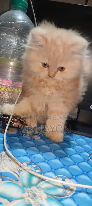 পার্সিয়ান বিড়াল