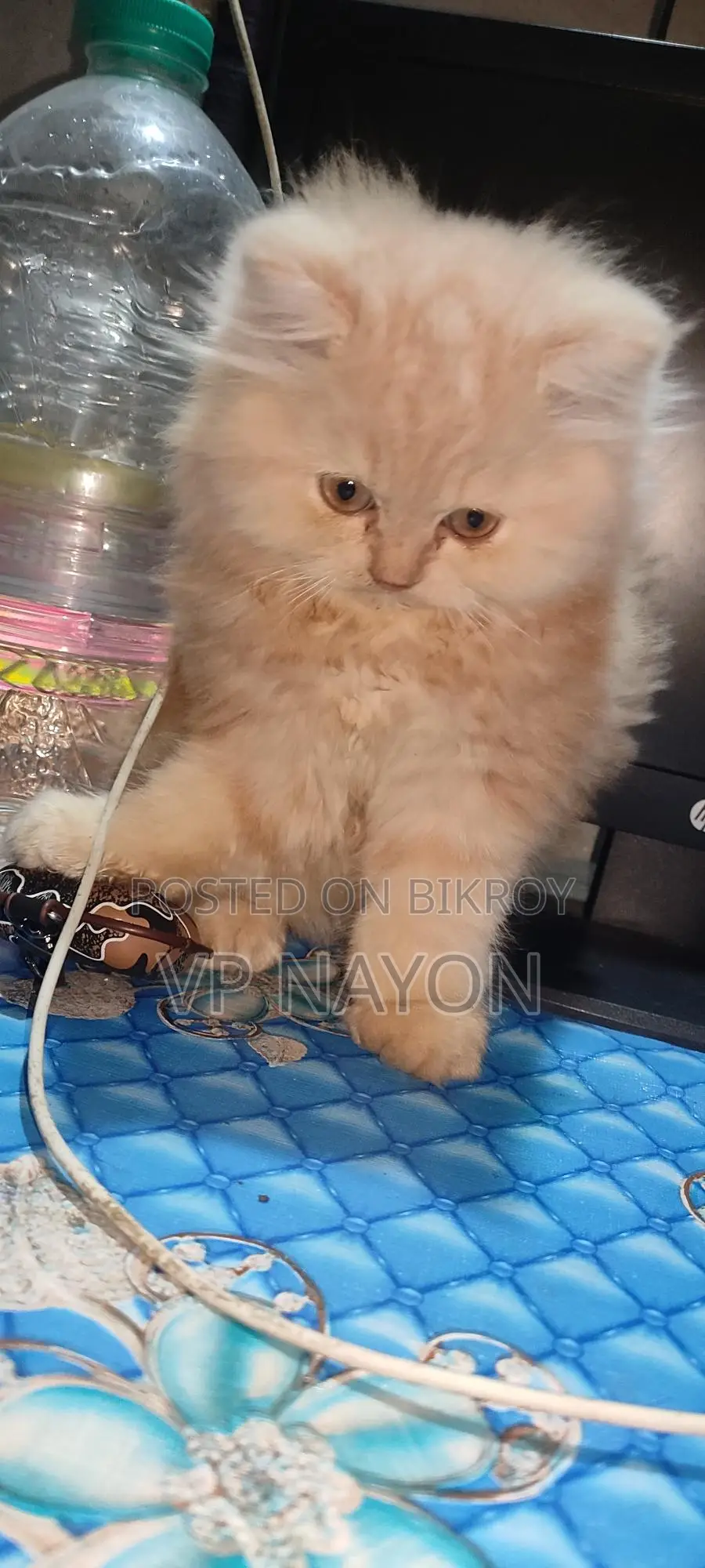Persian Cat