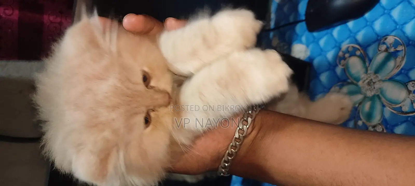 Persian Cat