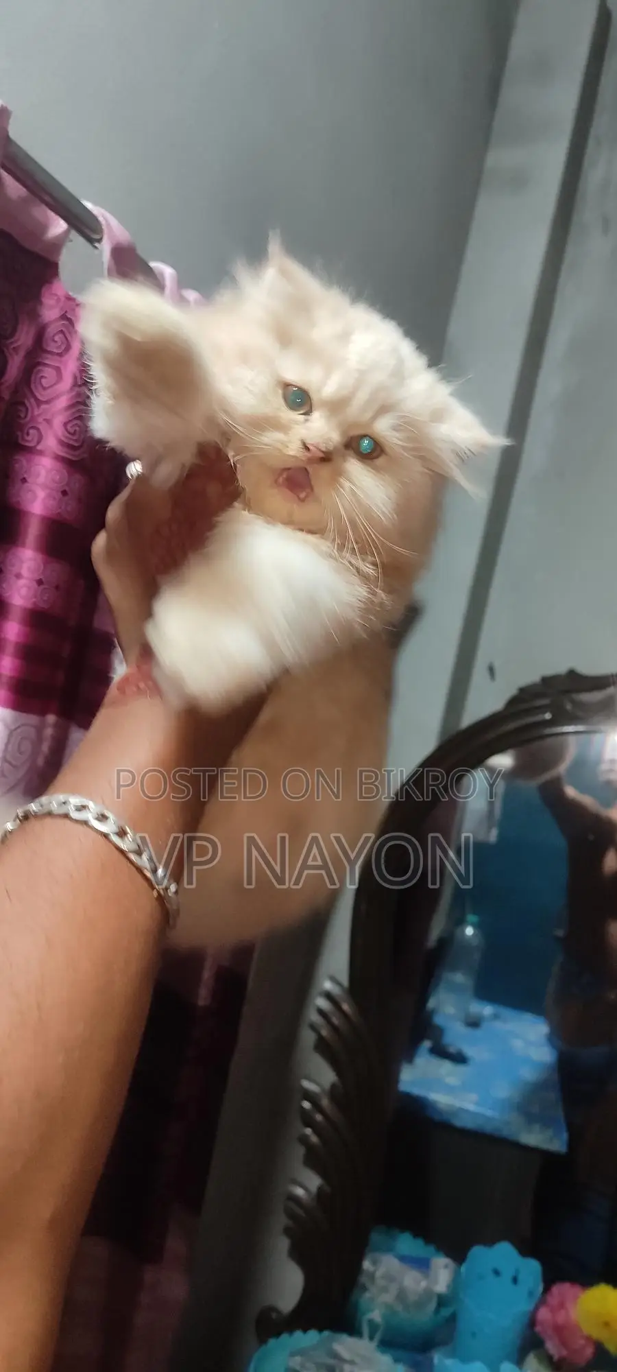 Persian Cat