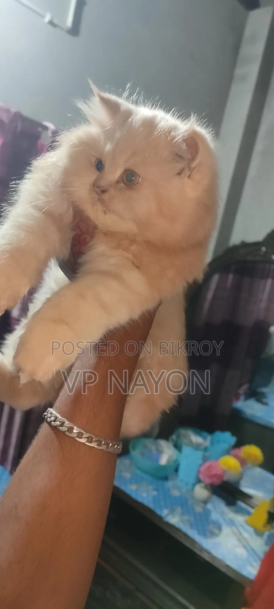 Persian Cat