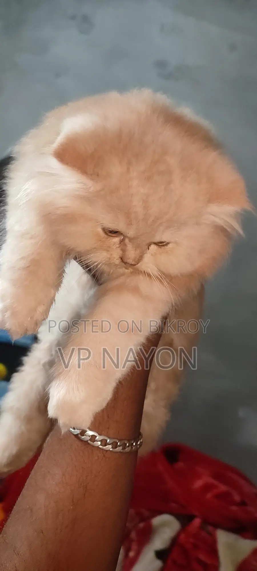 Persian Cat