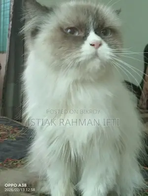 Persian Cat For Sell