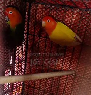 Lovebird Pair, Adult Birds for Sale with Cage