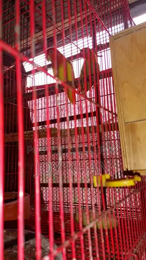 Lovebird Pair, Adult Birds for Sale with Cage