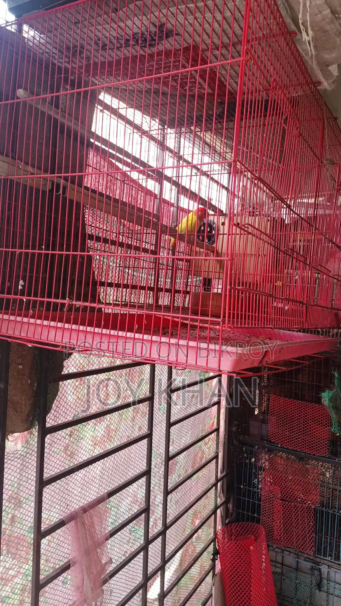 Lovebird Pair, Adult Birds for Sale with Cage