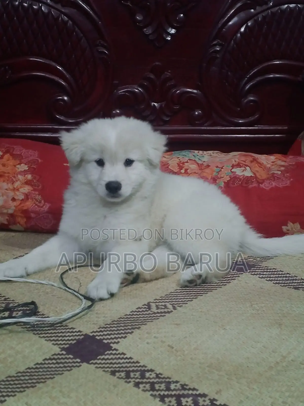 Beautiful & Healthy White German Spitz Puppy For Sale..