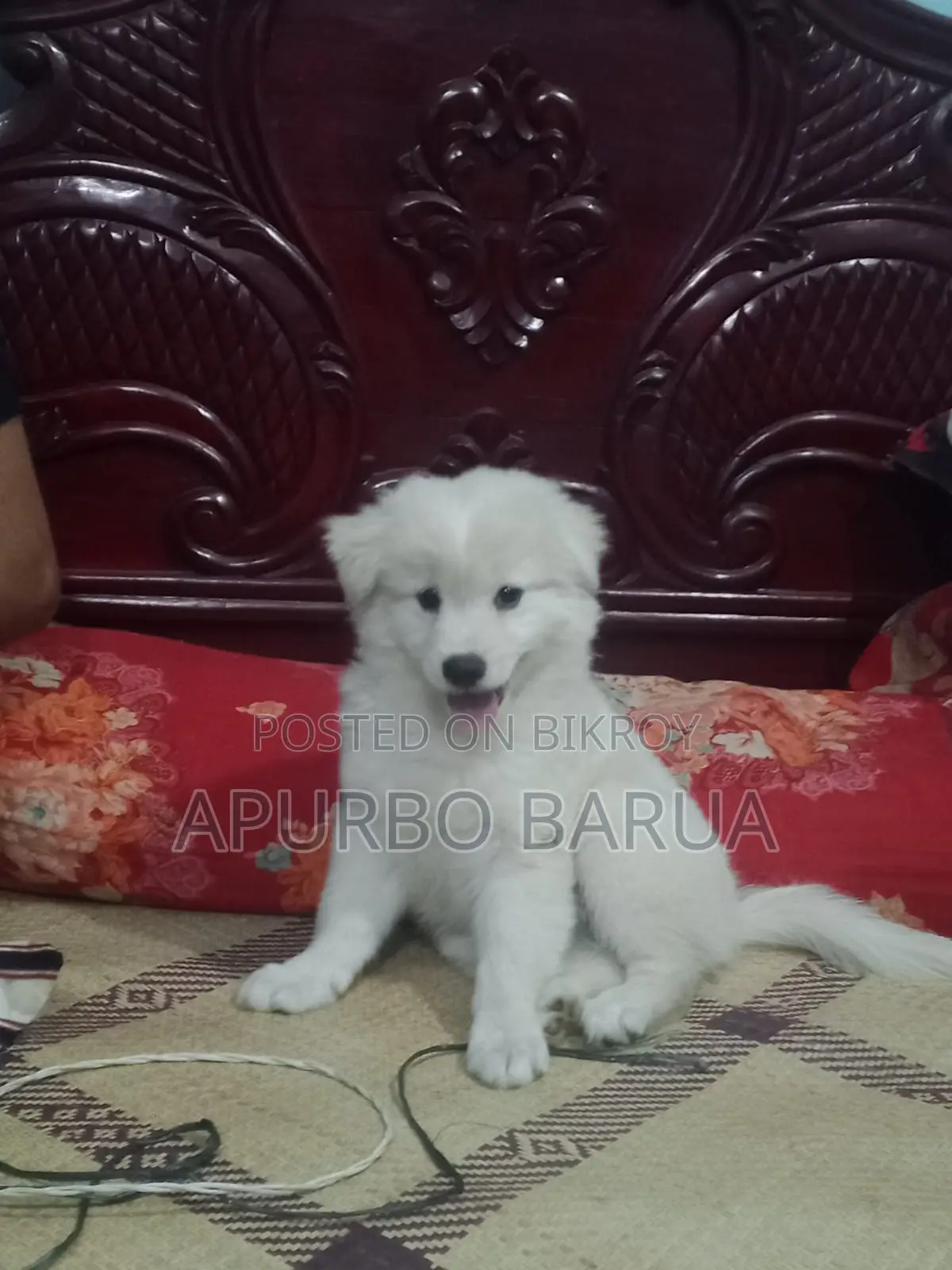 Beautiful & Healthy White German Spitz Puppy For Sale..